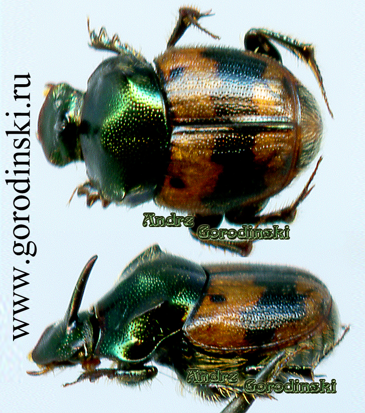 http://www.gorodinski.ru/copr/Onthophagus vaulogeri.jpg